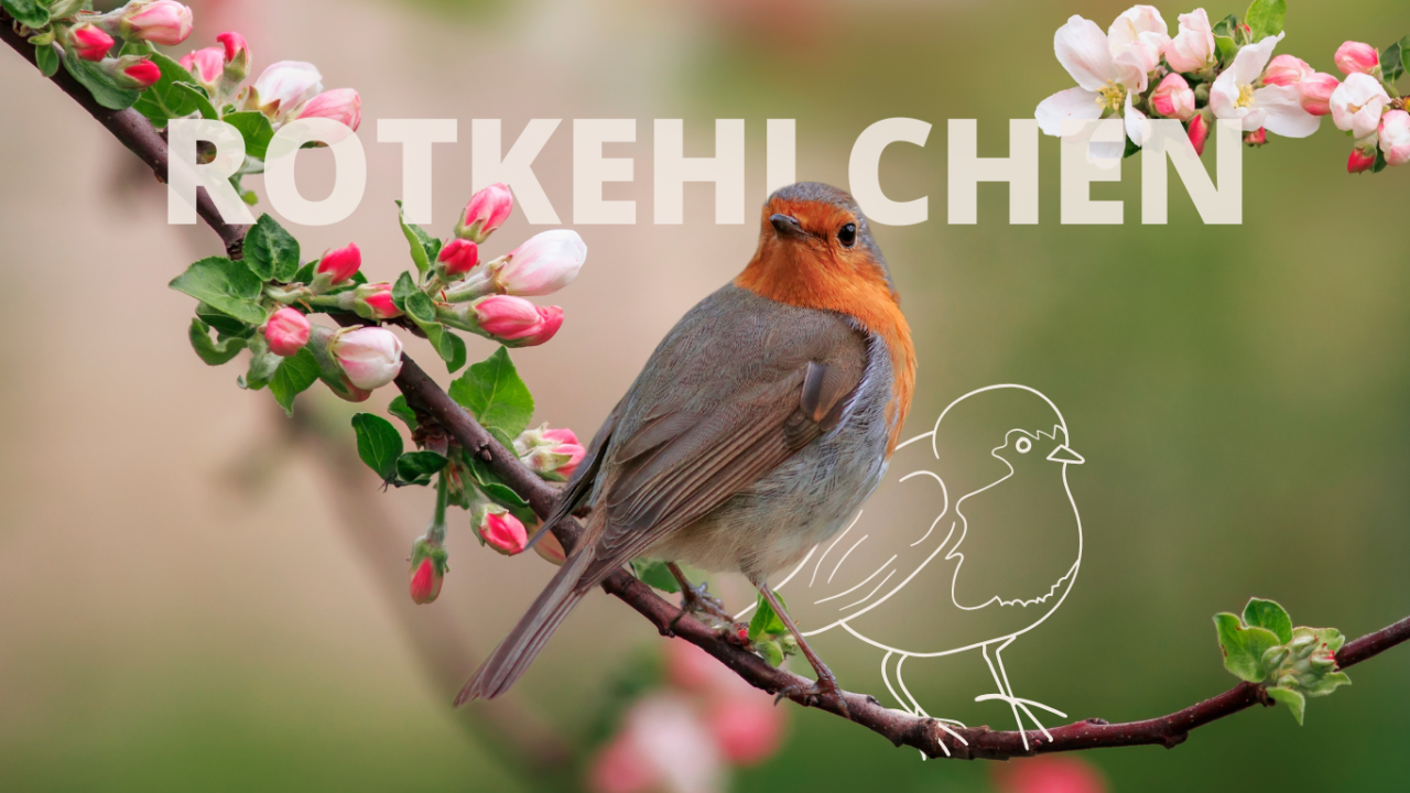 Ein Rotkehlchen sitzt auf einem blühenden Zweig, mit einer gezeichneten Vogelkontur im Hintergrund. | Krafttier Rotkehlchen