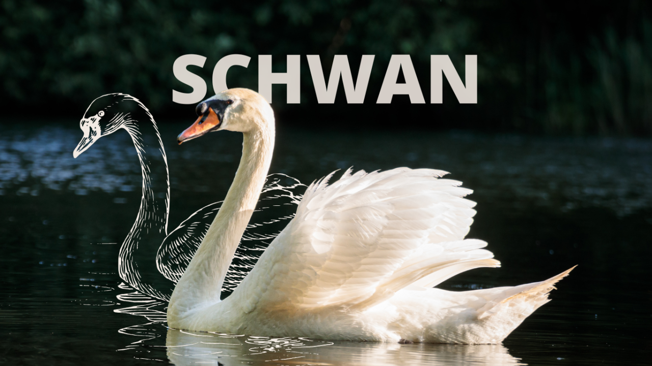 Krafttier Schwan: Ein Schwan gleitet anmutig über dunkles Wasser, darüber steht „Schwan“ mit einer gezeichneten Kontur im Hintergrund.