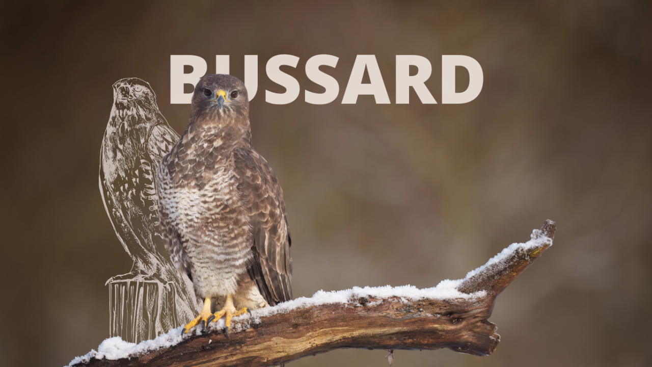 Krafttier Bussard: Bedeutung, Botschaft und Schutzstrategien Krafttier Bussard: Ein Bussard sitzt auf einem verschneiten Ast