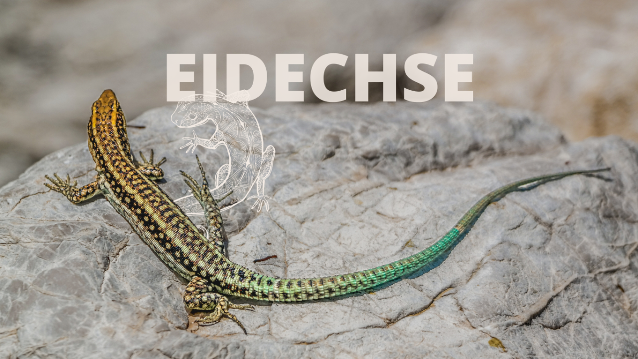 Krafttier Eidechse: Eine bunt schimmernde Eidechse sitzt auf einem Felsen.