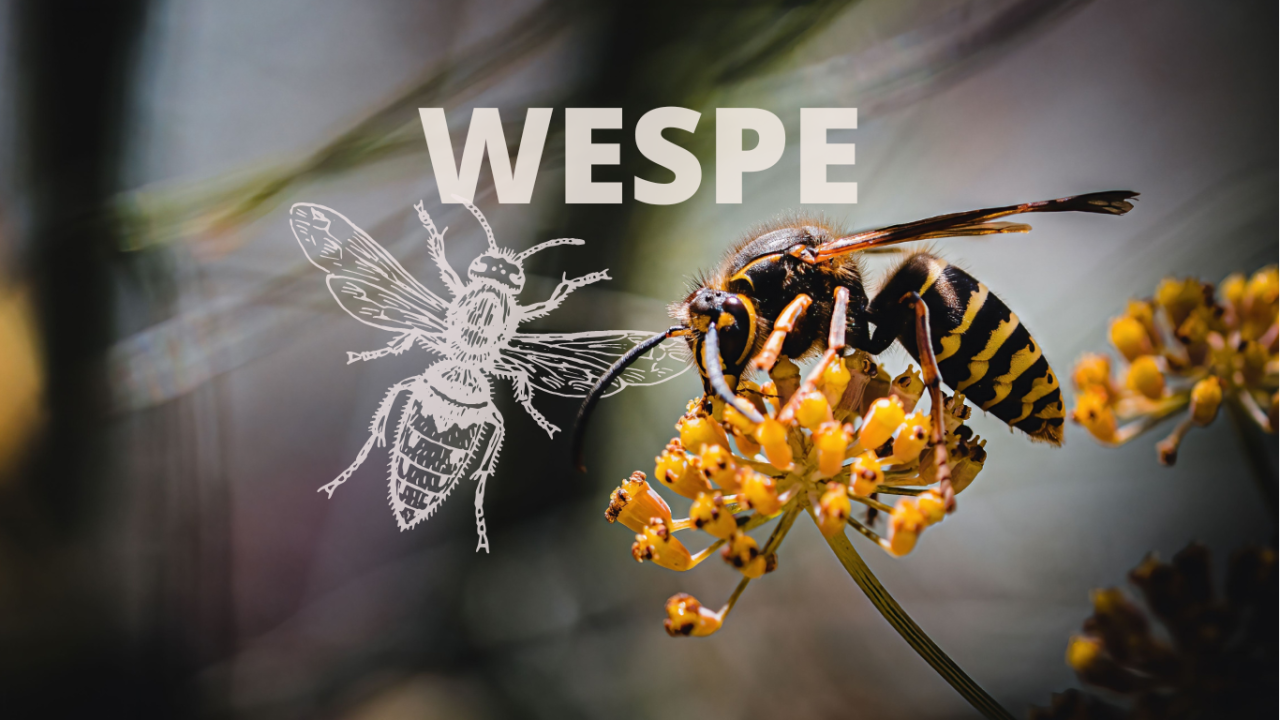 Wespe sitzt auf einer gelben Blüte | Krafttier Wespe