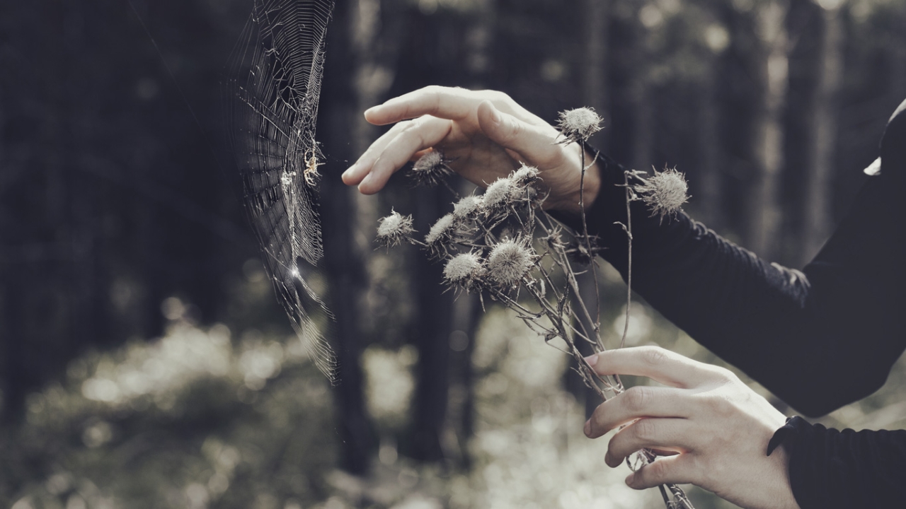 Hände halten einen getrockneten Blumenstrauß und berühren beinahe ein Spinnennetz. Im Hintergrund ist Wald. | Samhain
