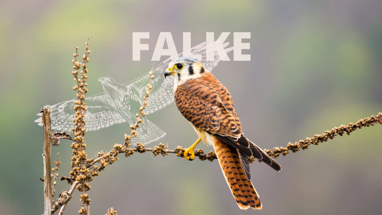 Amerikanischer Turmfalke auf einem Ast, überlagert mit dem Wort "Falke".