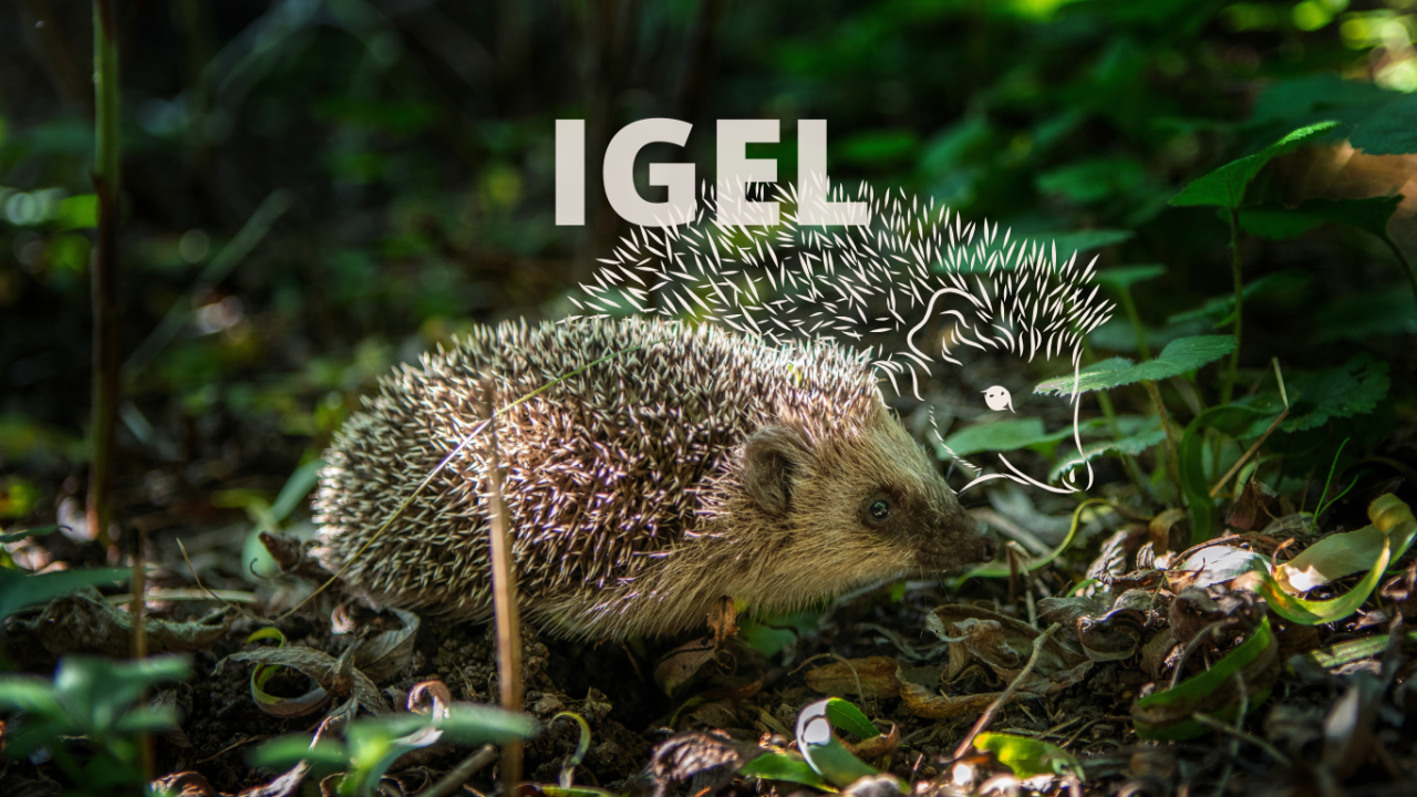 Igel im Wald