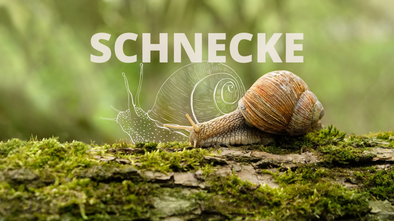 Krafttier Schnecke Header
