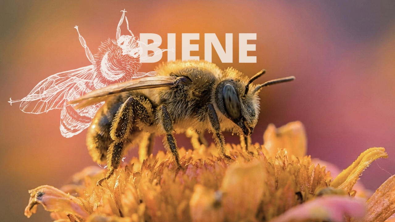 Biene auf einer Blüte mit weißer Zeichnung einer Biene im Hintergrund