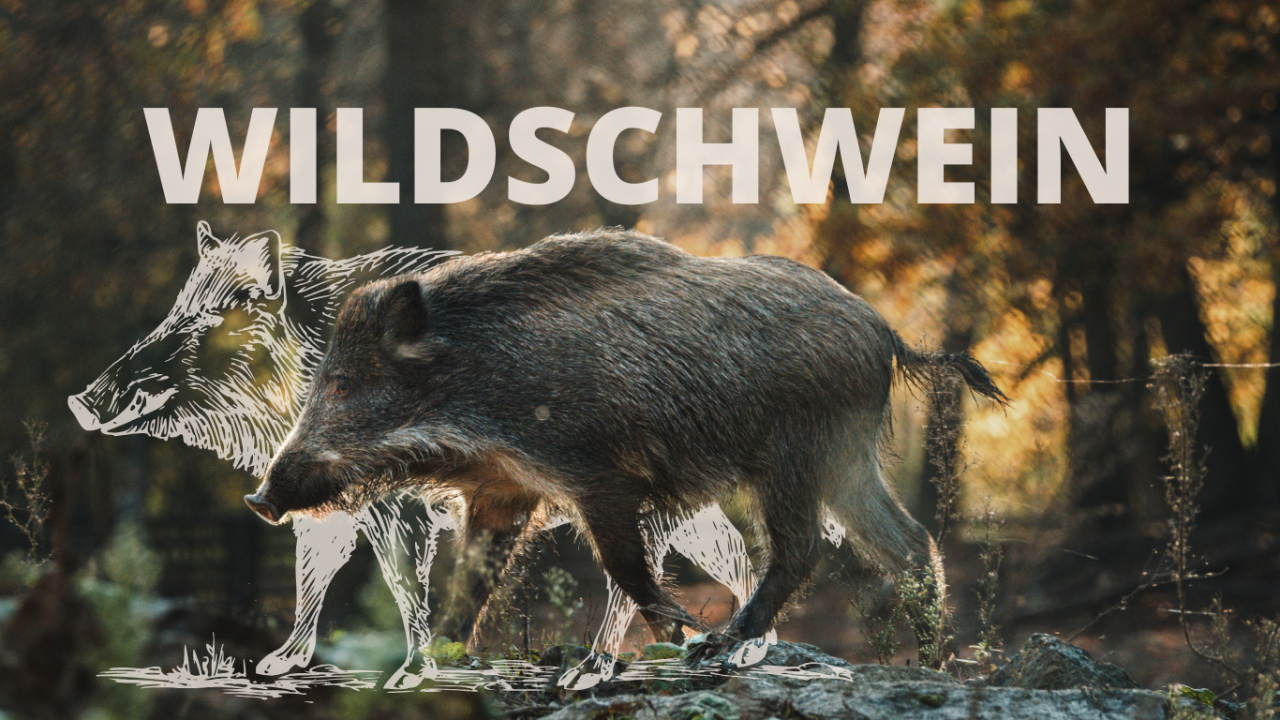 Fotorealistisches Bild eines Wildschweins mit feiner weißer Linienzeichnung eines Wildschweins inklusive Schriftzug